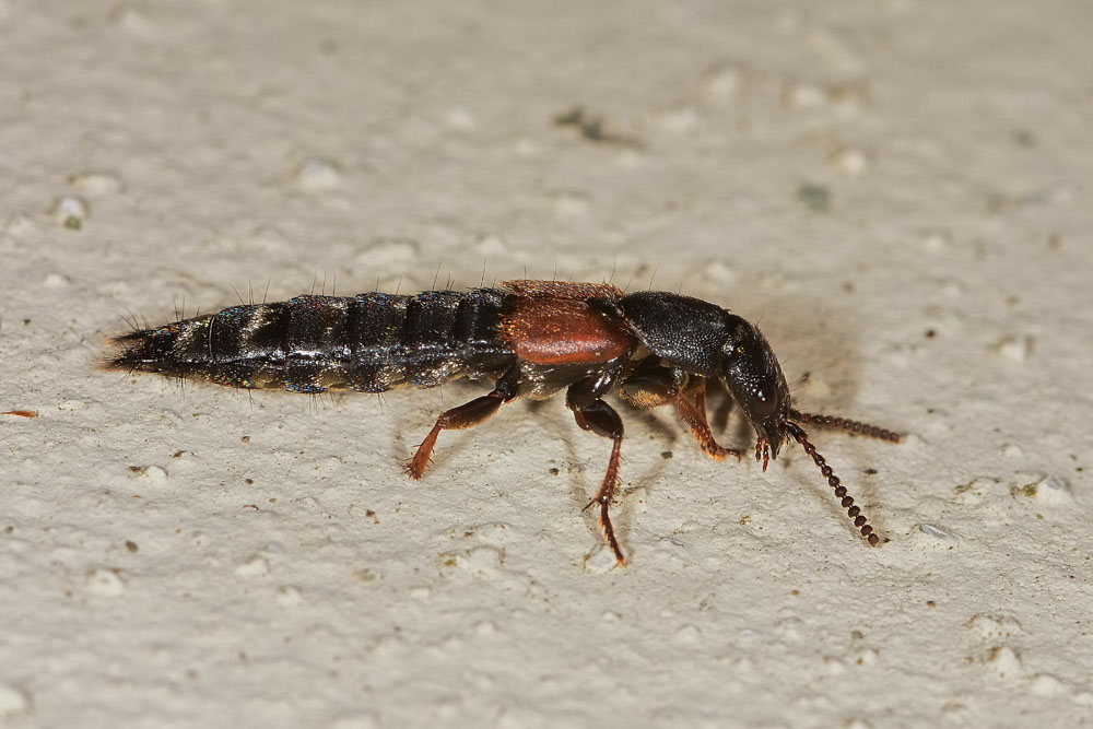 Platydracus stercorarius (Staphylinidae)